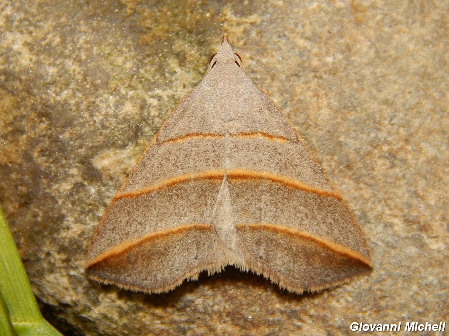 Colobochila salicalis